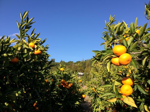 【先行予約】土佐の高知のくだもの畑 みかん(家庭用)10kg(5kg箱×2)  - 温州みかん ミカン 訳アリ わけあり 蜜柑 ミカン 柑橘 柑橘類 フルーツ 果物 くだもの ご家庭用 ご自宅 美味しい おいしい kd-0027