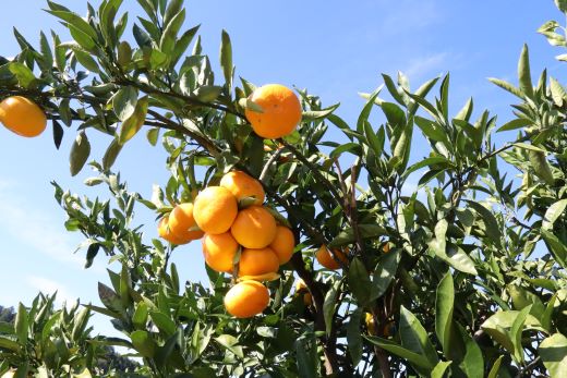 【先行予約】みかん 10kg (5kg箱×2) ギフト用 土佐の高知のくだもの畑 - 温州みかん ミカン 蜜柑 柑橘類 フルーツ 果物 くだもの 熨斗 のし対応可 贈り物 贈答用 贈答品 プレゼント ギフト 御礼 お礼 御祝い お祝い 感謝 お礼 kd-0028