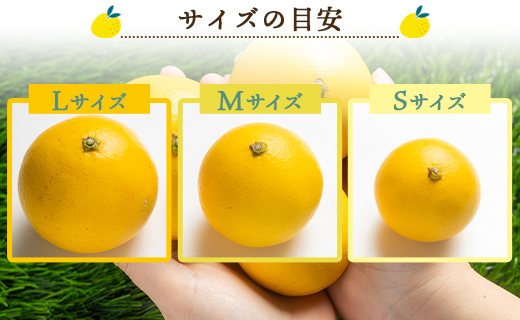 【2026年出荷分】【日向夏】ハウス小夏 2.5kg(ギフト用) 高知 土佐 こなつ 果物 フルーツ 土佐の高知のくだもの畑 【先行予約】 - ミカン みかん 蜜柑 柑橘 ハウス 果物 フルーツ こなつ 贈答用 贈り物 のし対応可 熨斗 国産 kd-0031