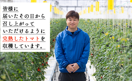 【2026年12月以降順次配送分】高糖度＆高機能性 フルーツトマト2kg kr-0085 約1kg×2箱