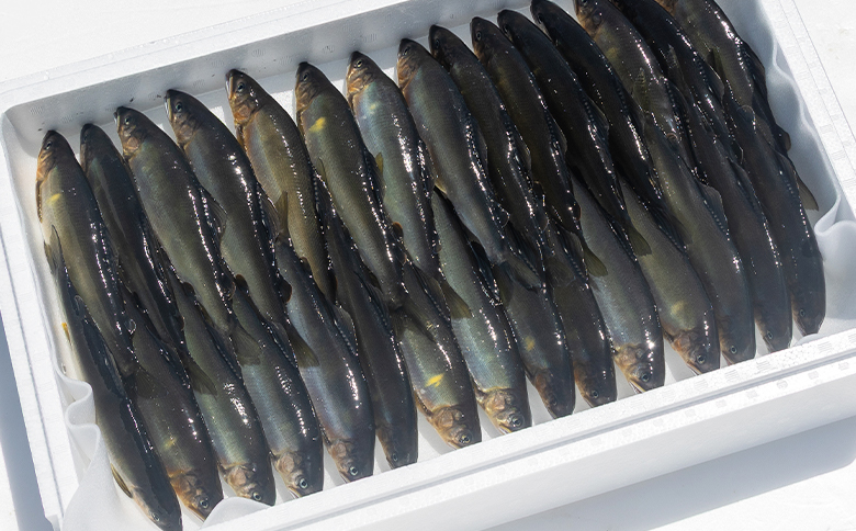 高知県産 生子持ち鮎 3kg 物部川のキレイな伏流水で育った 養殖鮎 詰合せ カネミツ養鮎 kt-0006