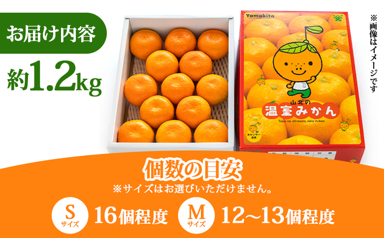 【2026年発送分】山北温室みかん1.2kg 秀品 果物 柑橘 ミカン 蜜柑 フルーツ ku-0050 約1.2kg