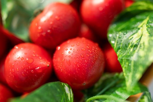 野菜ソムリエが育てた うしの恵フルーツトマト2kg mj-0020