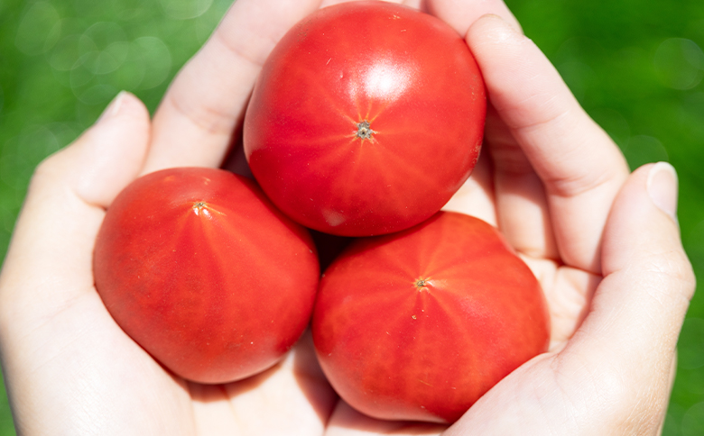 野菜ソムリエが育てた うしの惠フルーツトマト 1kg(500g×2) mj-0025