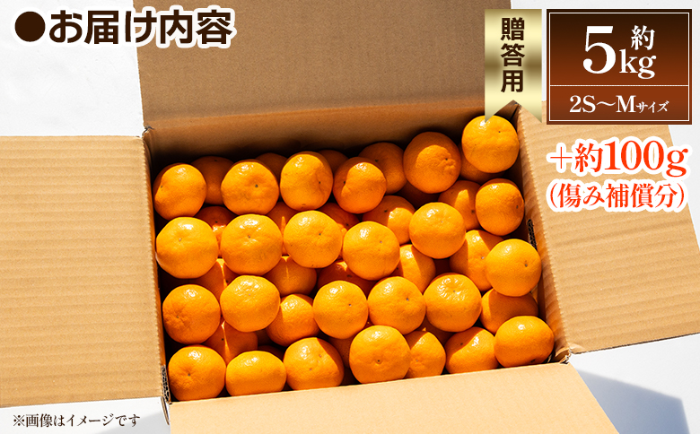 【2026年出荷分】露地みかん(2S～Mサイズ) 5kg 贈答用 丸萬農園 mn-0009 贈答用 約5kg