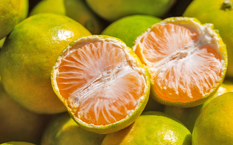 【2026年出荷分】グリーンみかん(2S～Mサイズ) 5kg 家庭用 丸萬農園 mn-0016