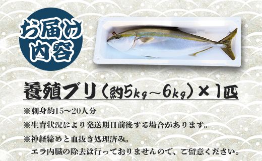 中山水産 手結沖養殖「勝ブリ」 1匹(5kg～6kg) ny-0010