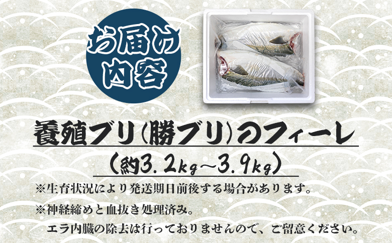 ぶり 半身 鰤 フィレ 約3.2kg～3.9kg 刺身 - 期間限定 魚 ぶり 鰤 寒ブリ 海鮮 鮮魚 魚介類 切り身 海の幸 ギフト お刺身 煮物 焼き魚 おかず 産地直送 のし対応可 高知県 香南市 ny-0011