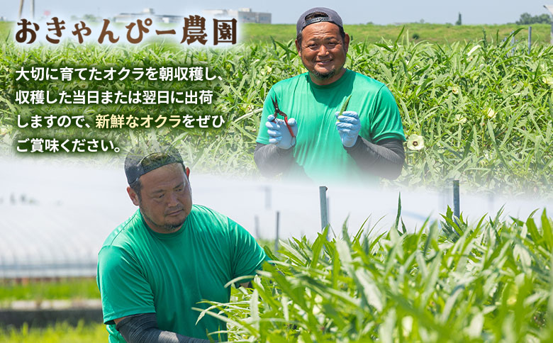 【2026年発送分】オクラ 2kg(200本前後) - おくら 野菜 やさい 新鮮 朝どれ 朝採れ 朝収穫 季節 旬 露地栽培 国産 香南市産 おきゃんぴー農園 高知県 香南市 冷蔵 on-0034 約2kg（200本前後）