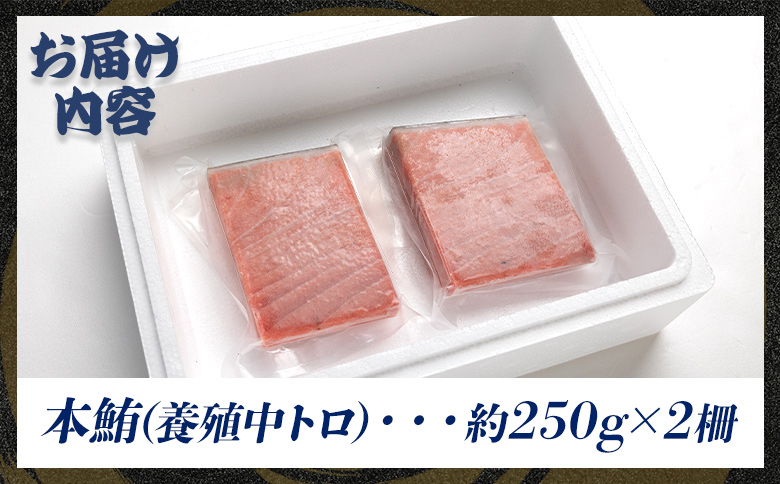 本まぐろ 養殖 中トロ 約500g（250g×2冊）- 鮪 まぐろ 寿司 刺身 海鮮 海産物 魚介 海の幸 スピード発送 高知県 香南市 oo-0019 【通常配送】 約250g×2柵