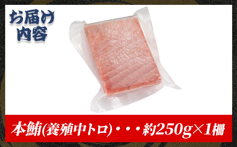 本まぐろ 中トロ 約250g 1冊 養殖 -  鮪 マグロ 中とろ 寿司 刺身 さしみ 海鮮丼 漬け丼 カルパッチョ おつまみ 新鮮 海産物 魚介 海の幸 オオジ 高知県 香南市 冷凍 oo-0026 【通常配送】 約250g×1柵