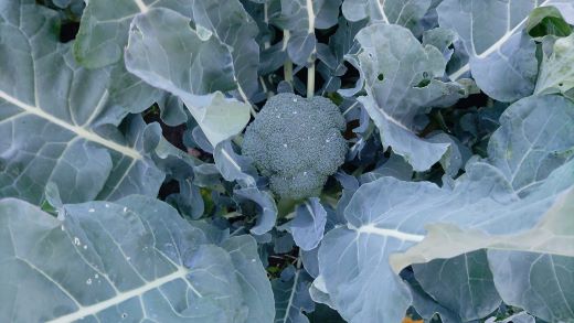 栄養豊かで身体に優しいブロッコリー 約2kg 4～5個入り sy-0010