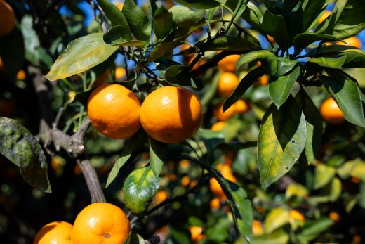 【2026年11月中旬より順次配送】高橋農園 山北みかん3kg(露地・Ｓ～Ｍ)ギフト用 th-0023