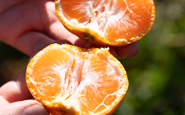 【2026年11月中旬より順次配送】家庭用 山北みかん5kg露地(Ｓ～Ｍ) 高橋農園 th-0025