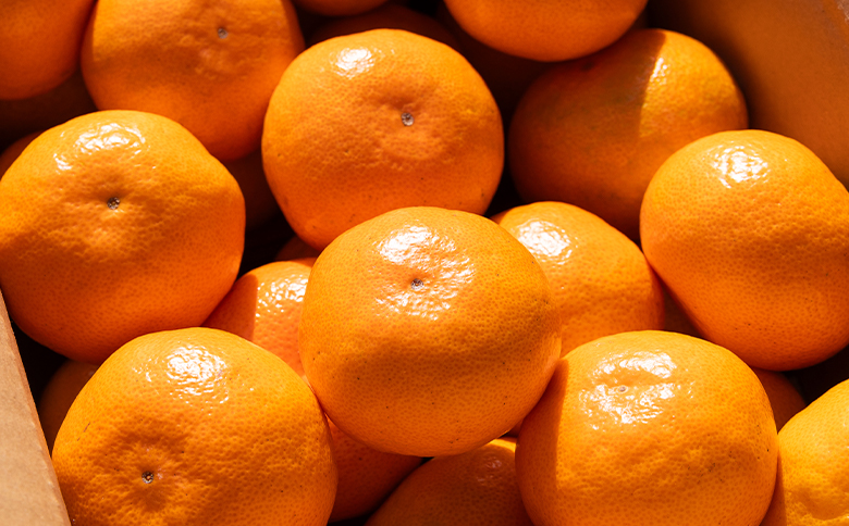 【2026年11月中旬より順次配送】高橋農園【訳あり】山北みかん 露地(Ｓ～Ｍ)Ｂ品 5kg th-0026