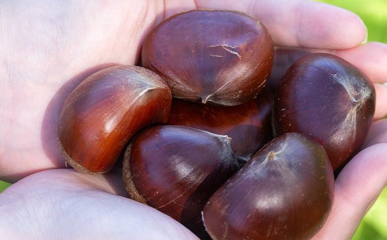 栄養豊富な秋の味覚 クリ（栗） 3袋（3kg）　yr-0104