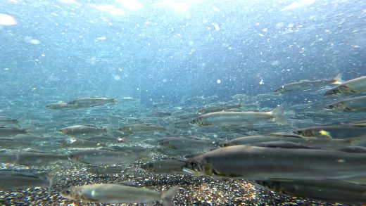 高知県産 生子持ち鮎 3kg 物部川のキレイな伏流水で育った 養殖鮎 詰合せ カネミツ養鮎 kt-0006