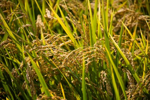 【3ヵ月定期便】新米 令和7年産 コシヒカリ よさこい舞（奇数月）5kg 合計15kg - 2025年 送料無料 こしひかり お米 おこめ コメ 白米 精米 ご飯 ごはん ライス 高知県 香南市