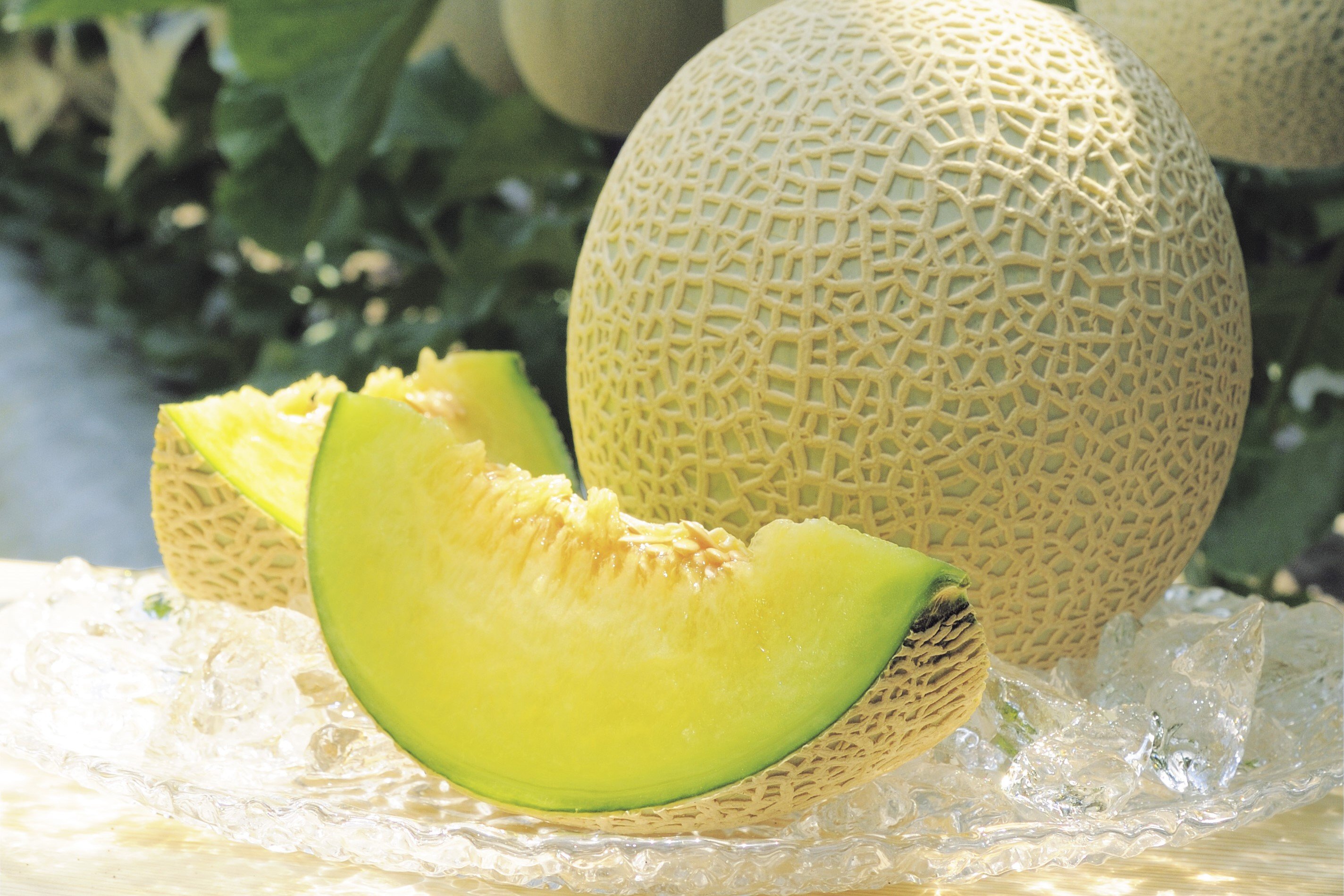 【６回定期便】夜須のエメラルドメロン ２玉 Wyu-0034