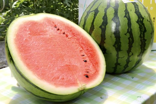 【３回定期便】ルナ・ピエナスイカ(大玉) 1玉 Wyu-0070 1玉【3回定期便】 大玉