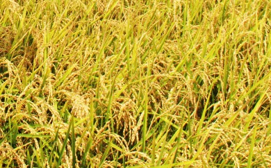 【7日程度で発送】新米 令和7年産 コシヒカリ 20kg - お米 おこめ 国産 米 精米 こしひかり ごはん 白米 ご飯 おにぎり おむすび 料理 調理 防災 非常食 備蓄 早い すぐ届く 早く届く スピード配送 スピード発送 高知県 香南市 at-0048 20kg