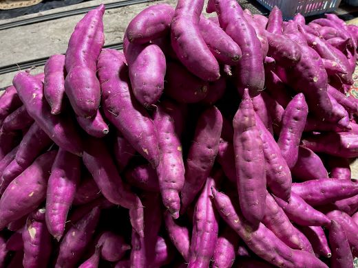 【2026年発送分】さつまいも(土佐紅) Lサイズ 10kg at-0054 約10kg Lサイズ