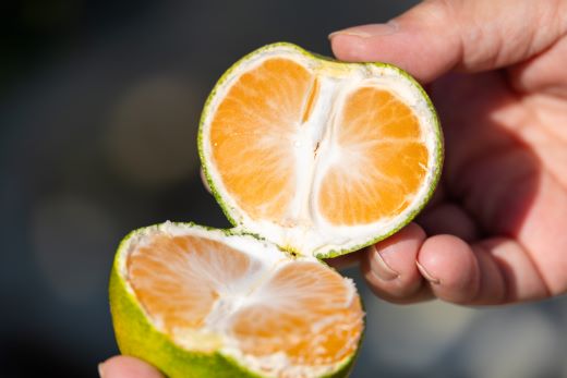 【2026年9月中旬より順次配送】土佐乃かなや マルチ グリーンみかん 約5kg be-0107