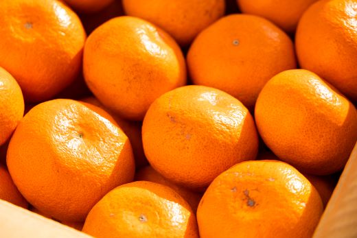 【2026年10月より順次配送】訳あり(家庭用) サイズお任せ 極早生みかん 5kg 3S～Mサイズ be-0118