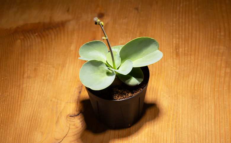 パベルカエ オトンナ cc-0008