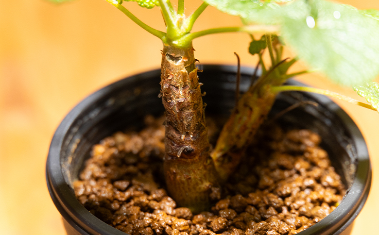 コチレドニス ペラルゴニウム cc-0012