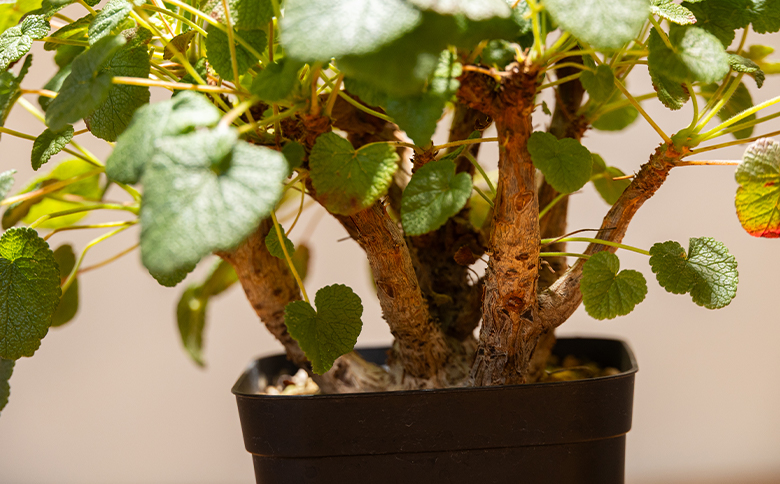 アルテルナンス ペラルゴニウム cc-0015