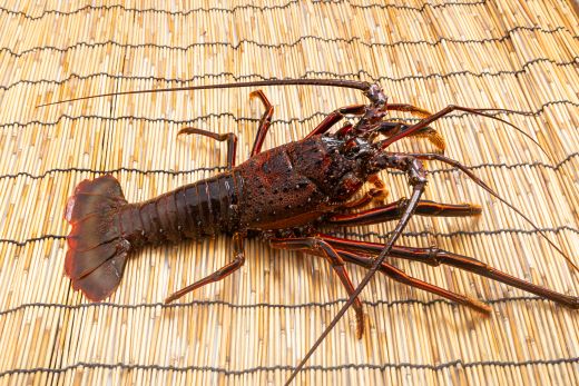 【先行受付】バーベキューセット(伊勢海老・岩ガキ) 3~4人前 冷凍 ＜出荷期間：2026年5月～10月＞国産 海鮮 魚介 カキ かき えび エビ 牡蠣 貝類 殻つき 天然 産地直送 肉厚 BBQ アウトドア フライ 刺身 味噌汁 海の幸 えび蔵 高知県 香南市  冷凍 eb-0037