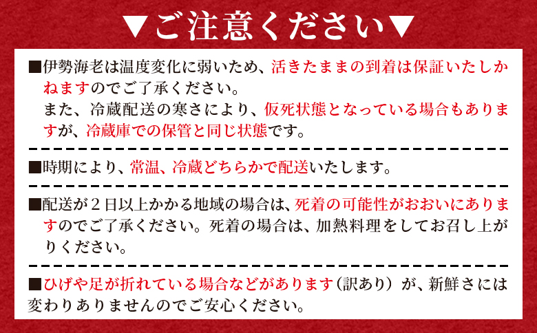 活 伊勢海老 計1kg(1～5匹) 冷蔵 - 活き伊勢海老 訳あり 国産 エビ えび 海鮮 魚介 産地直送 プリプリ 味噌汁 刺身 焼き物 汁物 えび蔵 高知県 香南市 冷蔵 10000円以上 1万円以上 eb-0044