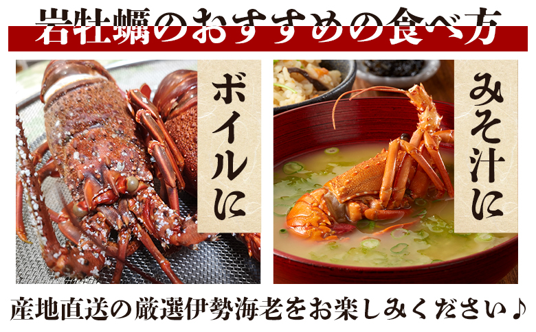 伊勢海老 1kg(1～5匹) 冷凍 - 訳あり 国産 エビ えび 海鮮 魚介 産地直送 プリプリ 味噌汁 刺身 焼き物 汁物 えび蔵 高知県 香南市 冷凍 10000円以上 1万円以上 eb-0047