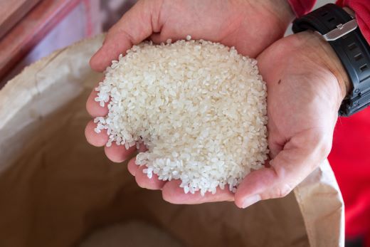 【7日程度で発送】新米 令和7年産 コシヒカリ 土佐の米 よさこい舞 10kg【スピード配送】 kr-0072