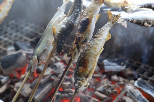 高知県産 生子持ち鮎 3kg 物部川のキレイな伏流水で育った 養殖鮎 詰合せ カネミツ養鮎 kt-0006