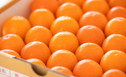 【数量限定】高知の太陽を浴びた 完熟フルーツきんかん 約1kg - 果物 くだもの キンカン 金柑 あまい おいしい 柑橘 送料無料 期間限定 季節もの 高知県 香南市 ku-0032