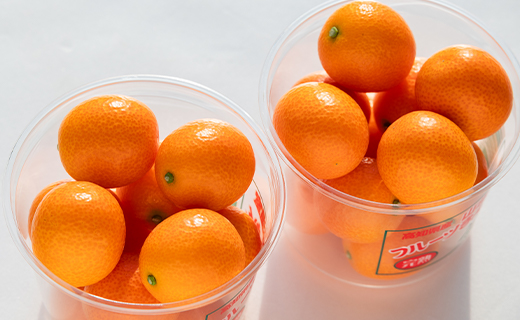 【平均糖度18度】きんかん 金柑 合計500g（250g×2パック） 高知の太陽を浴びた完熟フルーツきんかん 先行受付- 果物 フルーツ 金柑 柑橘 期間限定 数量限定 ku-0048