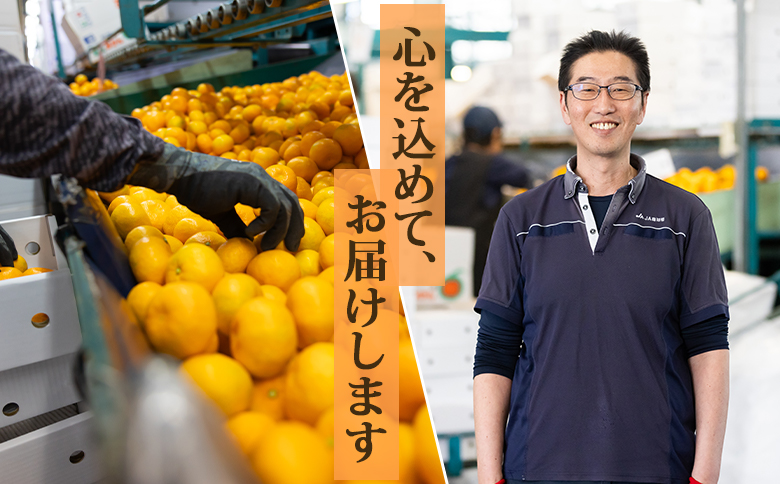 【2026年発送分】山北温室みかん2.5kg 秀品 ハウスみかん 果物 柑橘類 蜜柑 糖度高め フルーツ ku-0051 約2.5kg