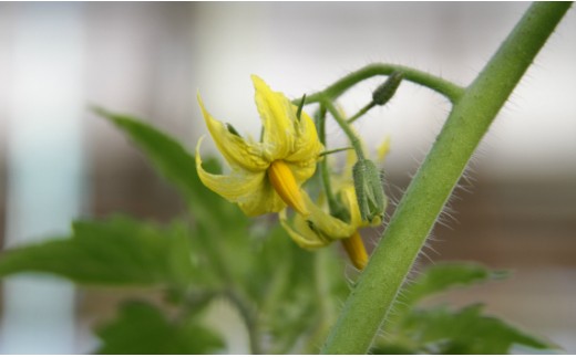 【先行受付】野菜ソムリエが育てた うしの恵 フルーツトマト籠入り1kg mj-0023