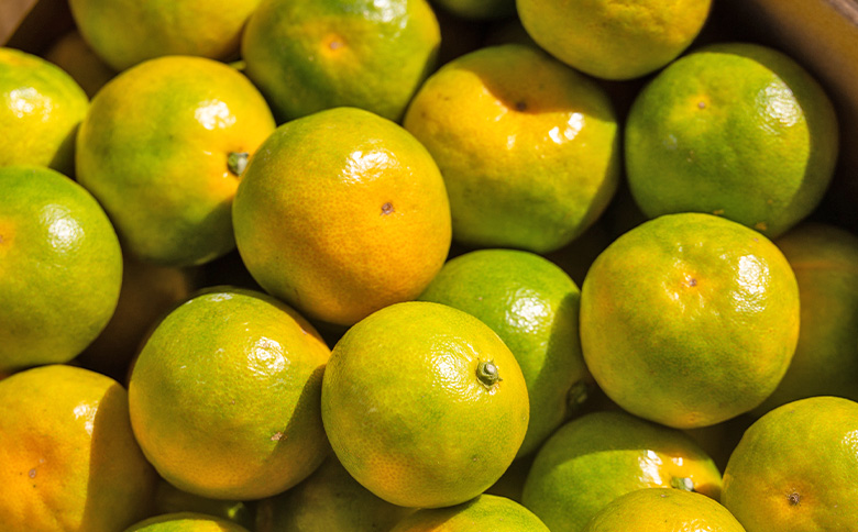 【2026年出荷分】グリーンみかん(2S～Mサイズ) 5kg 家庭用 丸萬農園 mn-0016