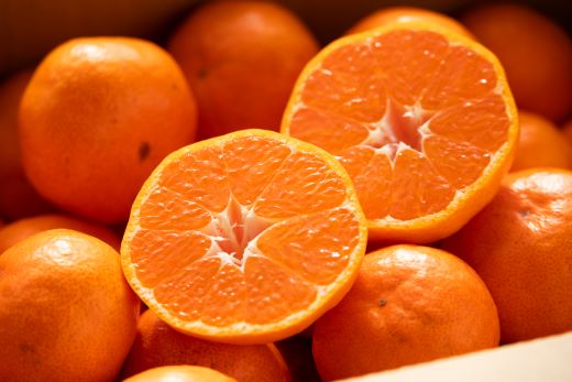 みかん 5kg 寿太郎 (家庭用) - フルーツ 訳あり 果物 柑橘 間城農園 ms-0082