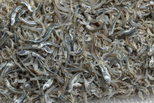 【冷蔵】訳あり 上乾ちりめん 2kg mu-0018