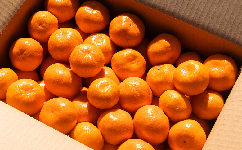 【2026年10月下旬発送】露地みかん(2S～Mサイズ) 3kg 贈答用 （傷み補償分 ＋約100g） om-0002