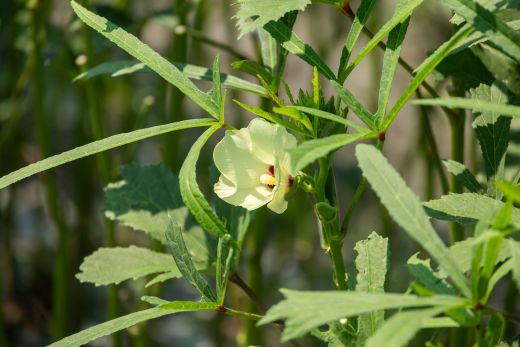 【2026年発送分】オクラ 2kg(200本前後) - おくら 野菜 やさい 新鮮 朝どれ 朝採れ 朝収穫 季節 旬 露地栽培 国産 香南市産 おきゃんぴー農園 高知県 香南市 冷蔵 on-0034 約2kg（200本前後）