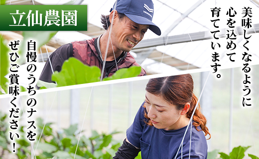 立仙農園 うちのナス 合計3kg - なす 茄子 なすび ナスビ 生鮮 野菜 やさい 朝採れ 新鮮 rs-0002 約3kg（5本入り×7?8袋）