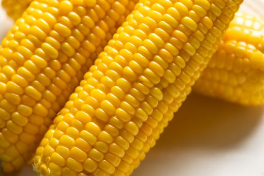 【先行受付】朝どれ とうもろこし 2.5kg以上(7～8本)