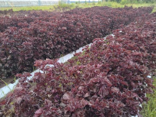 赤紫蘇シロップ(赤しそシロップ) 1本 300ml - シソ 赤しそ ジュース 飲料 ドリンク ソーダ割り カクテル スイーツ 濃縮 原液 希釈 農薬不使用 化学肥料不使用 tc-0007