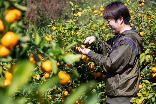 【2026年11月中旬より順次配送】家庭用 山北みかん5kg露地(Ｓ～Ｍ) 高橋農園 th-0025