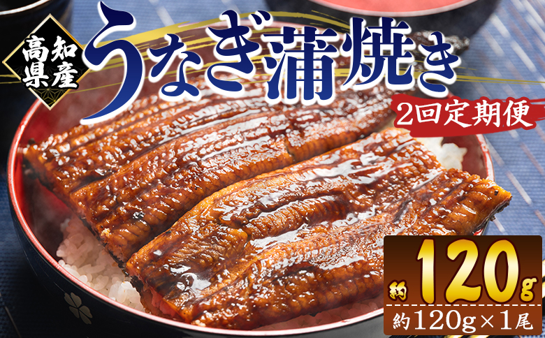 【２回定期便】高知県産養殖うなぎ蒲焼き 100～120g 1尾 Wfb-0033 1尾【2回定期便】 100～120g